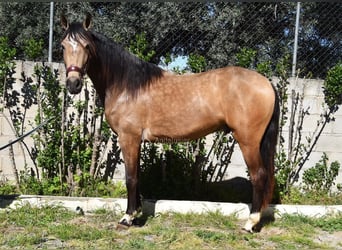 Andalusian, Gelding, 3 years, 14,3 hh, Dun