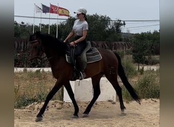 Andalusian, Gelding, 3 years, 15.1 hh, Bay