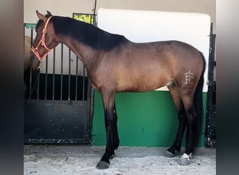 Andalusian, Gelding, 3 years, 15.1 hh, Bay