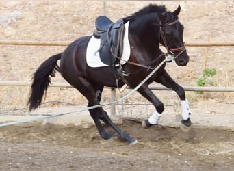 Andalusier, Wallach, 3 Jahre, 15,1 hh, Rappe