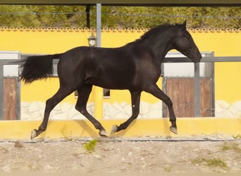 Andalusier, Wallach, 3 Jahre, 15,1 hh, Rappe