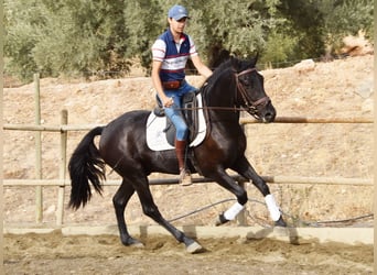 Andalusier, Wallach, 3 Jahre, 15,1 hh, Rappe