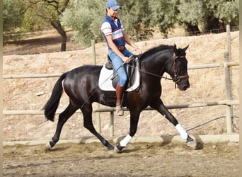 Andalusier, Wallach, 3 Jahre, 15,1 hh, Rappe