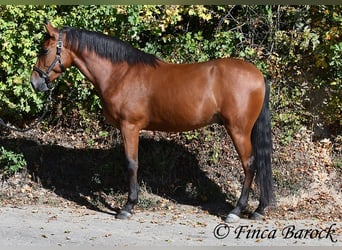 Andalusian, Gelding, 3 years, 15.1 hh, Brown