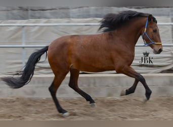 Andalusian, Gelding, 3 years, 15.1 hh, Brown