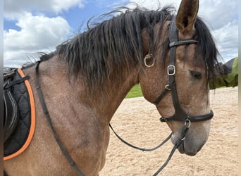 Andalusian Mix, Gelding, 3 years, 15.1 hh, Brown Falb mold