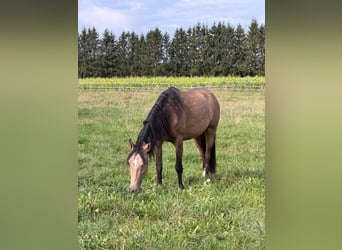 Andalusian, Gelding, 3 years, 15.1 hh, Buckskin