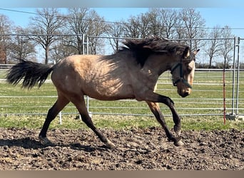 Andalusian, Gelding, 3 years, 15.1 hh, Buckskin