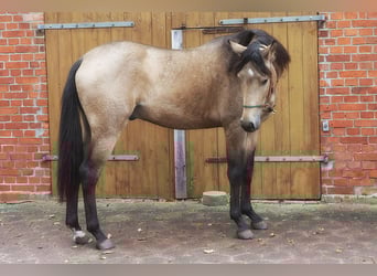 Andalusian, Gelding, 3 years, 15.1 hh, Buckskin