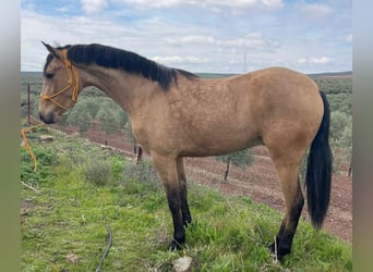 Andalusian, Gelding, 3 years, 15.1 hh, Dun