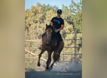 Andalusian, Gelding, 3 years, 15.1 hh, Dun
