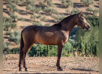 Andalusian, Gelding, 3 years, 15.1 hh, Dun