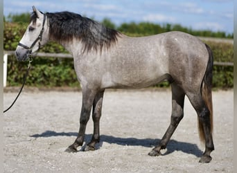 Andalusian, Gelding, 3 years, 15,1 hh, Gray