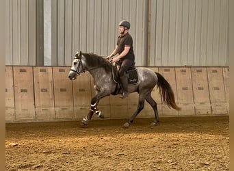 Andalusian, Gelding, 3 years, 15,1 hh, Gray