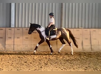 Andalusian, Gelding, 3 years, 15,1 hh, Pinto