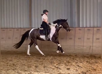 Andalusian, Gelding, 3 years, 15,1 hh, Pinto