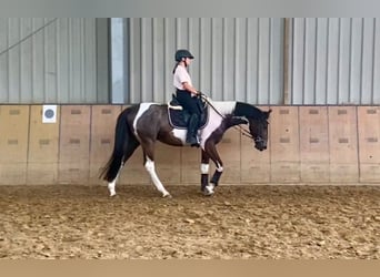 Andalusian, Gelding, 3 years, 15,1 hh, Pinto