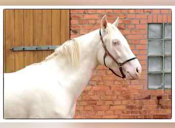 Andalusian, Gelding, 3 years, 15.2 hh, Cremello