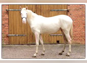 Andalusian, Gelding, 3 years, 15.2 hh, Cremello