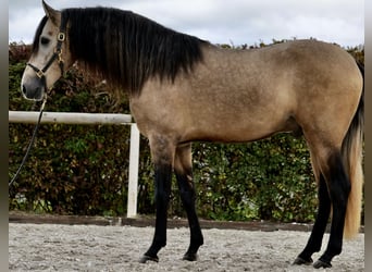 Andalusian, Gelding, 3 years, 15.2 hh, Dun