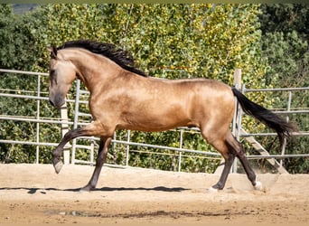 Andalusian, Gelding, 3 years, 15.2 hh, Dun