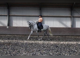 Andalusian Mix, Gelding, 3 years, 15.2 hh, Gray