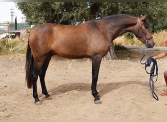 Andalusier, Wallach, 3 Jahre, 15,2 hh, Schimmel