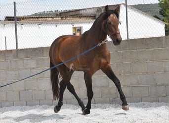 Andalusier, Wallach, 3 Jahre, 15,2 hh, Schimmel