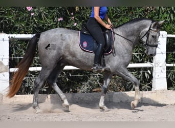 Andalusian, Gelding, 3 years, 15.2 hh, Gray