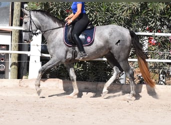 Andalusian, Gelding, 3 years, 15.2 hh, Gray