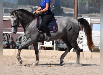 Andalusian, Gelding, 3 years, 15.2 hh, Gray