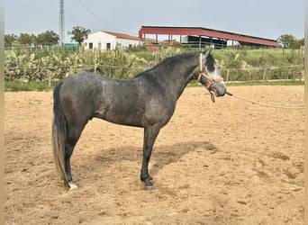 Andalusian, Gelding, 3 years, 15.2 hh, Grey