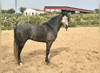Andalusian, Gelding, 3 years, 15.2 hh, Grey