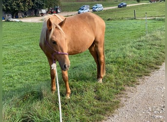 Andalusian, Gelding, 3 years, 15.2 hh, Palomino