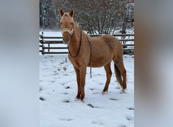 Andalusian, Gelding, 3 years, 15.2 hh, Palomino