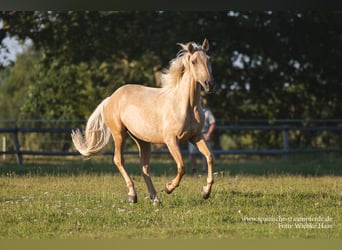 Andalusian Mix, Gelding, 3 years, 15.2 hh, Palomino