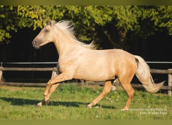Andalusian Mix, Gelding, 3 years, 15.2 hh, Palomino