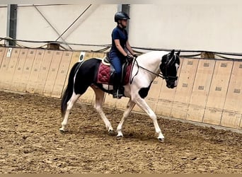 Andalusian, Gelding, 3 years, 15,2 hh, Pinto