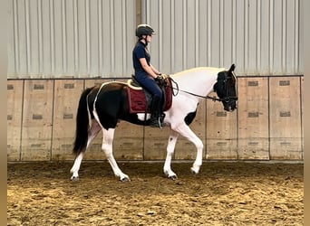 Andalusian, Gelding, 3 years, 15,2 hh, Pinto