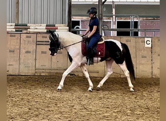 Andalusian, Gelding, 3 years, 15,2 hh, Pinto