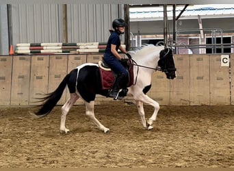 Andalusian, Gelding, 3 years, 15,2 hh, Pinto