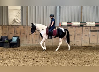 Andalusian, Gelding, 3 years, 15,2 hh, Pinto