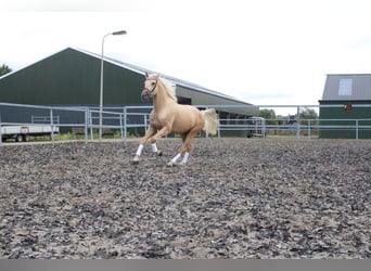 Andalusian Mix, Gelding, 3 years, 15.3 hh, Palomino