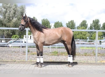 Andalusian Mix, Gelding, 3 years, 15.3 hh, Roan-Bay