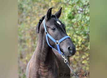 Andalusian, Gelding, 3 years, 15 hh, Black