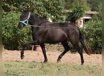 Andalusier, Wallach, 3 Jahre, 15 hh, Rappe