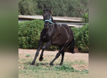 Andalusier, Wallach, 3 Jahre, 15 hh, Rappe