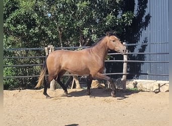 Andalusian, Gelding, 3 years, 15 hh, Brown Falb mold
