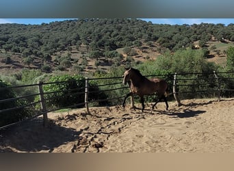 Andalusian, Gelding, 3 years, 15 hh, Brown Falb mold