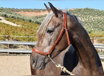 Andalusier, Wallach, 3 Jahre, 15 hh, Schimmel